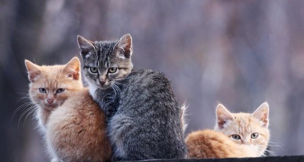 Львовские коты проникли в трансформатор и оставили часть города без света