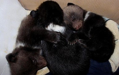 Это тройня: в харьковском зоопарке показали новорожденных медвежат