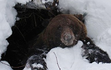 В Карпатах медведь напал на местного жителя
