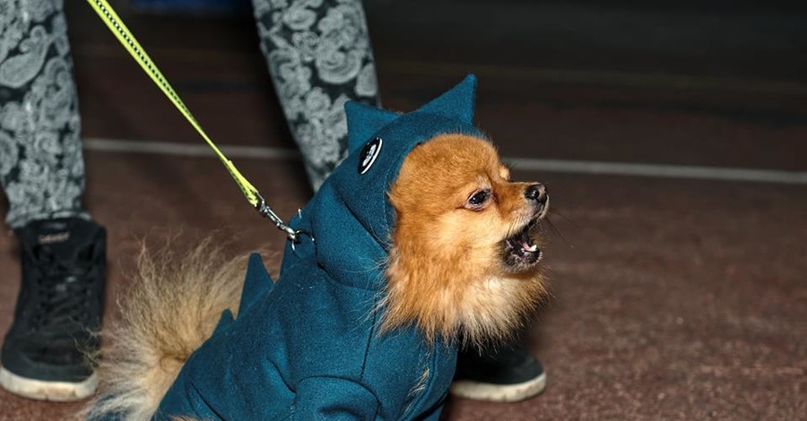 В Харькове устроили фешн-шоу для собак