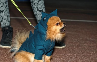 В Харькове устроили фешн-шоу для собак