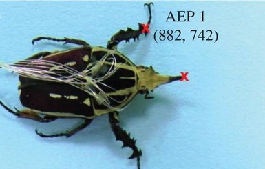 Сингапурские ученые сделали из обычного жука биоробота
