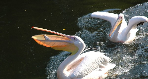 День птиц в харьковском зоопарке отметят выставкой и кормлением пеликанов