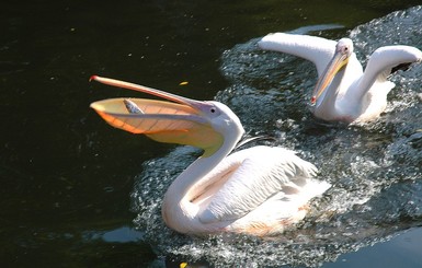 День птиц в харьковском зоопарке отметят выставкой и кормлением пеликанов