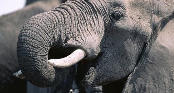 Из Беларуси в украинские леса сбежал цирковой слон