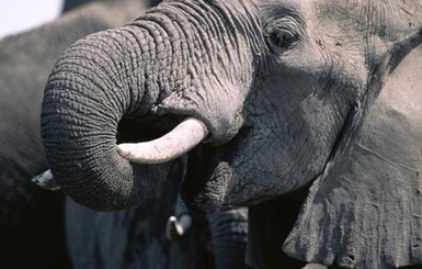Из Беларуси в украинские леса сбежал цирковой слон