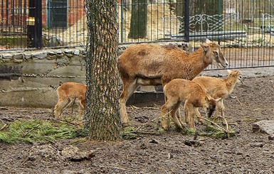 В Харьковском зоопарке родились муфлоны