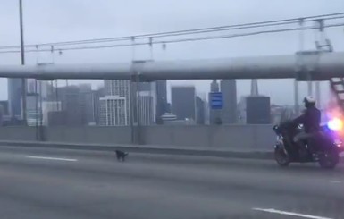 В Сан-Франциско перекрыли знаменитый мост ради погони за чухуахуа