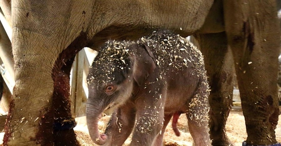 Впервые за 80 лет в пражском зоопарке родился слоненок