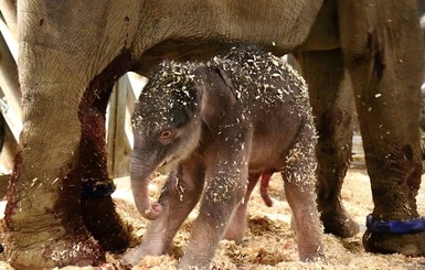 Впервые за 80 лет в пражском зоопарке родился слоненок