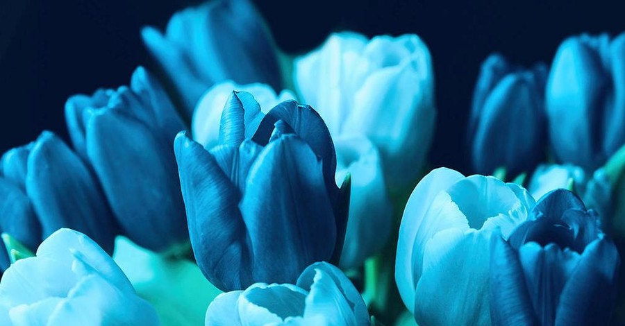 В Виннице высадили уникальные голубые тюльпаны