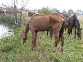 В Житомирской области морили голодом лошадей 