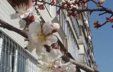 В Киеве зацвел абрикос