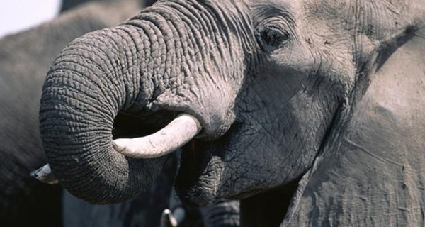 В Китае дикий слон напал на людей