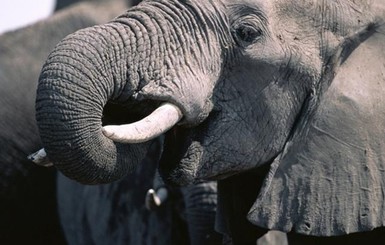 В Китае дикий слон напал на людей