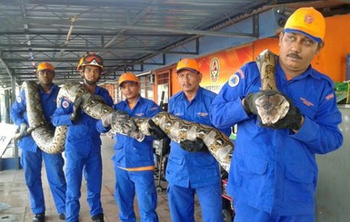 В Малайзии строители нашли самую длинную змею в мире