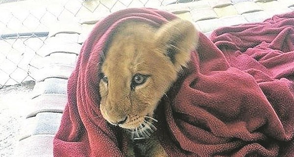 Лев и волшебное одеяло