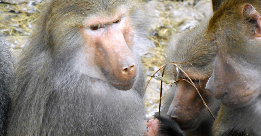 В Бердянске обезьяна дает оплеухи сородичам, которые хотят поиграть с ее малышом