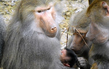 В Бердянске обезьяна дает оплеухи сородичам, которые хотят поиграть с ее малышом