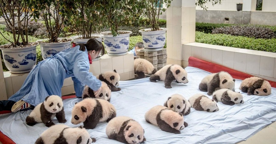 Как выращивают панд в Китае