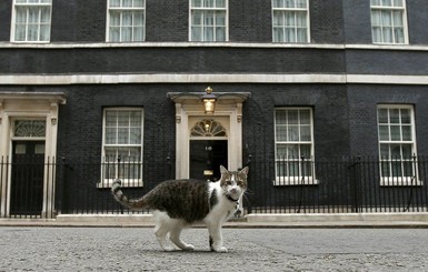 Новым сотрудником МИД Великобритании стал кот Палмерстон