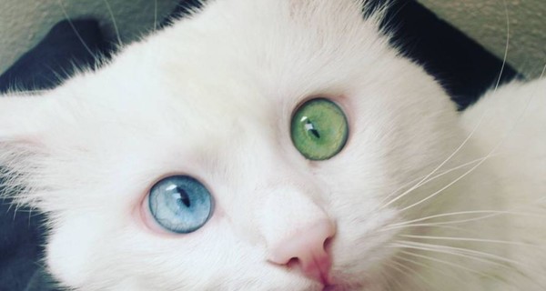 У кота с разными глазами обнаружили 