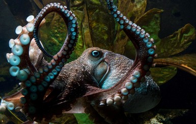 В Новой Зеландии умный осьминог сумел сбежать из аквариума