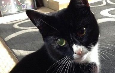 Кошка чудом выжила после 30 огнестрельных ранений