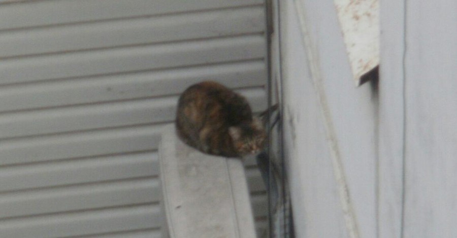 В Мелитополе кошка едва не погибла, удирая от спасателя
