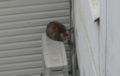 В Мелитополе кошка едва не погибла, удирая от спасателя