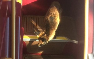 Жителей Лондона  удивила лиса, которая научилась ездить автобусом