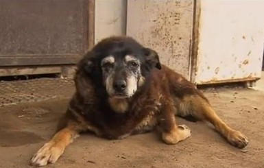 Умерла старейшая собака на Земле 