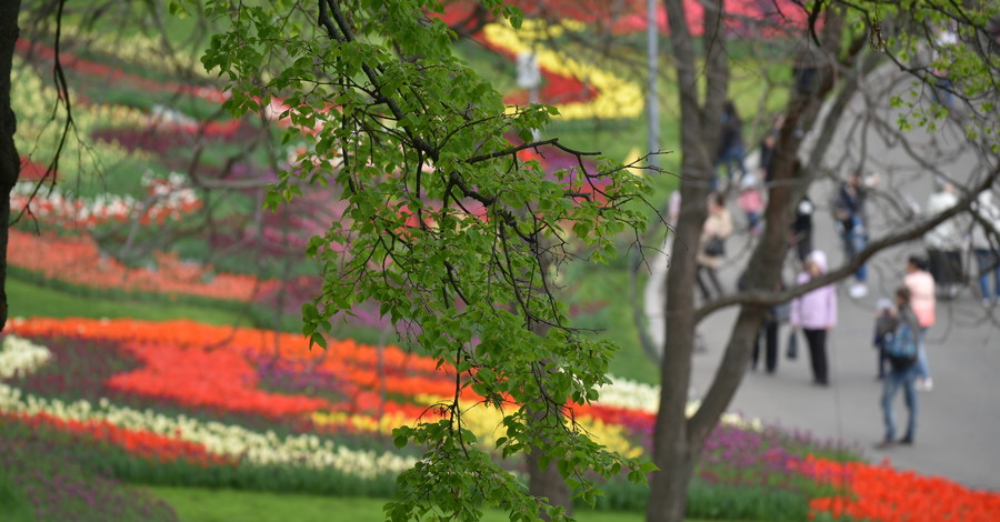 Выставка тюльпанов в Киеве: 250 тысяч цветов собрали в одном месте