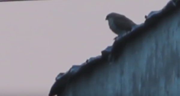 Ужгородских ворон терроризирует орел-карлик