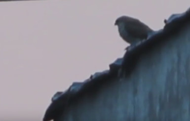 Ужгородских ворон терроризирует орел-карлик