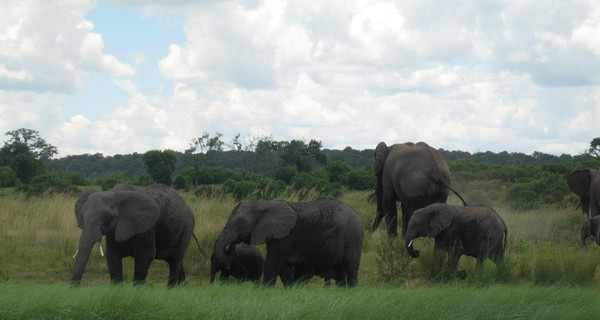 Зимбабве не отдает слонов в Украину из-за АТО