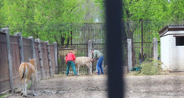 Харьковчане стали свидетелями рождения олененка