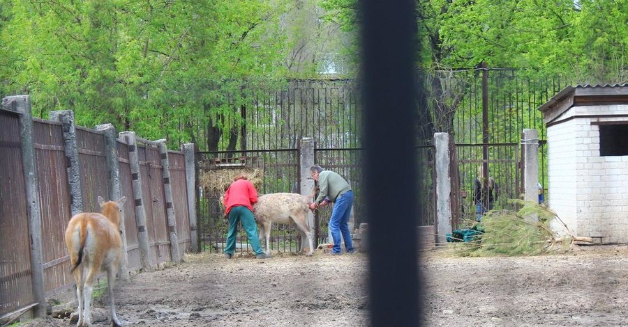 Харьковчане стали свидетелями рождения олененка