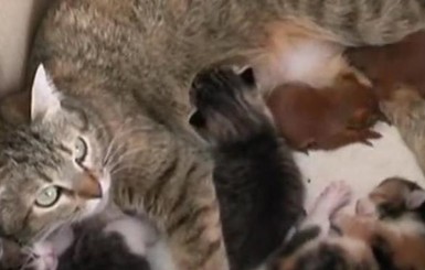 В Полтаве мама-кошка усыновила бельчат-сироток