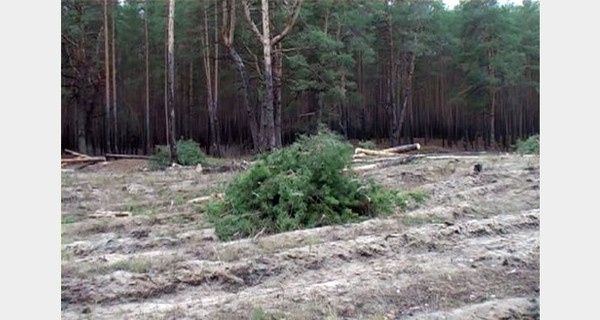 В Донбассе продолжается незаконная вырубка лесов
