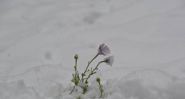 Среди апреля Синевир замело снегом