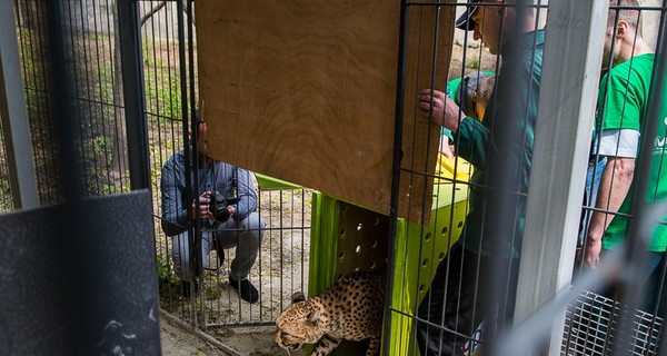 В харьковском зоопарке обживается гепард Байрон