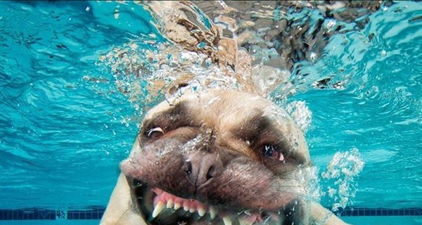 Подводные псы могут испугать акул: фотопроект американского фотографа