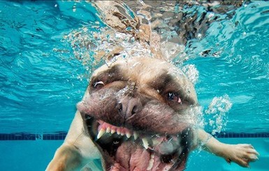 Подводные псы могут испугать акул: фотопроект американского фотографа