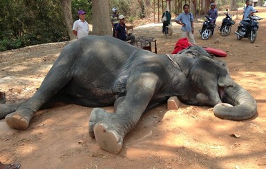 В Камбоджи слониха умерла от истощения, катая туристов 