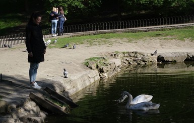 Во Львове в Стрыйском парке после 10-летней паузы открывают оранжерею