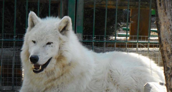 В Бердянском зоопарке родились волчата редчайшей породы
