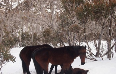В Австралии собираются отстреливать диких лошадей