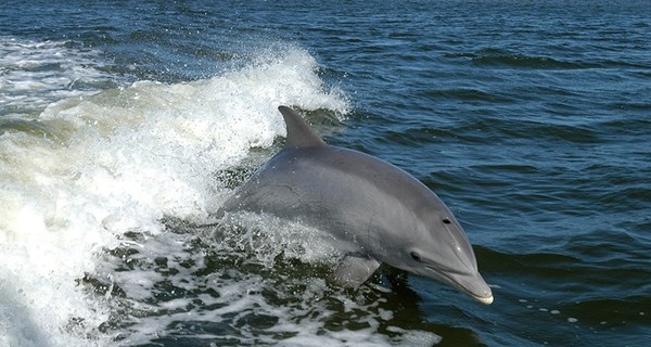 Из санатория в Винницкой области украли двух дельфинов 