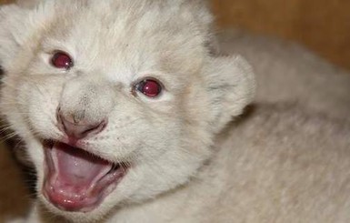 В немецком зоопарке на свет появились белоснежные львята